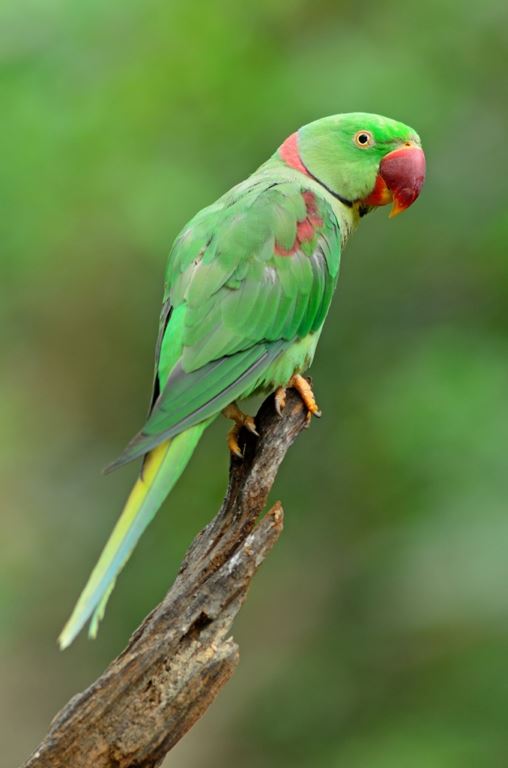 Parrot HD Wallpaper APK for Android Download