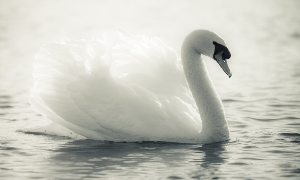 Download Black And White Swans Love Nature Wallpaper | Wallpapers.com