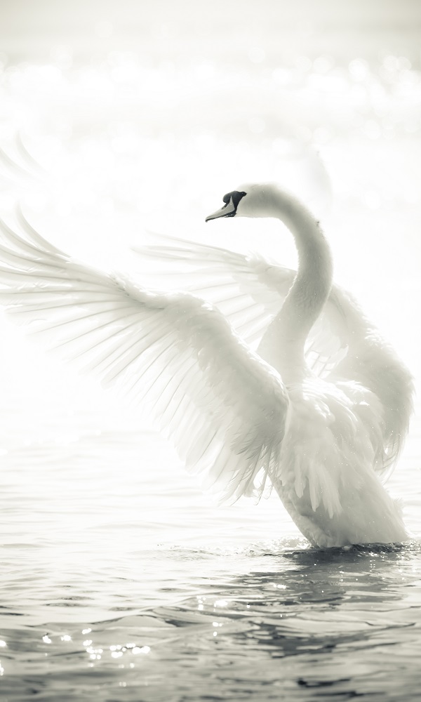 Wallpaper for your home with beautiful white swan in a lake