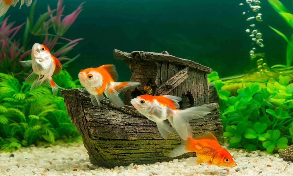 410 Design Aquarium Online Gratis Terbaru